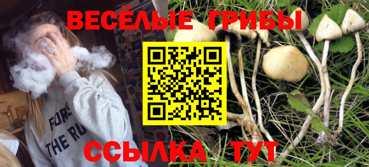 Сосновый Бор  сколько стоит  Вход с VPN  Галлюциногенные грибы Cubensis 